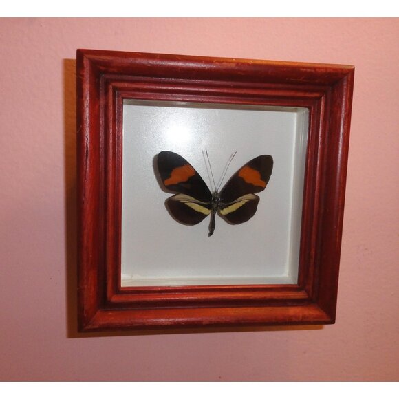 Vintage Framed Postman Butterfly oddity curiosity entomology insect wall hanging - Picture 3 of 10